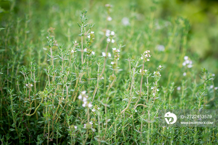 Fresh thyme herbs