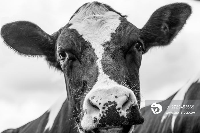 A close up photo of a black and white cow