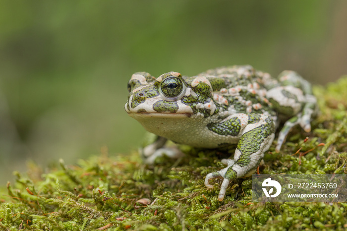 Green toad Bufotes viridis, also Pseudepidalea or Bufo in Czech Republic