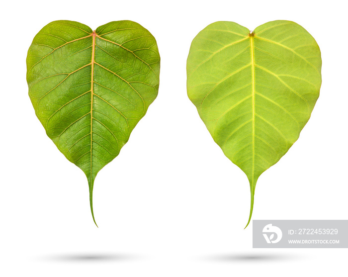 The leaf of Sacred tree (Ficus religiosa) isolated on white background with a clipping path