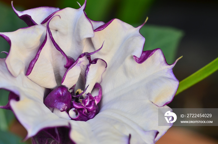 Close up Moonflower bloom