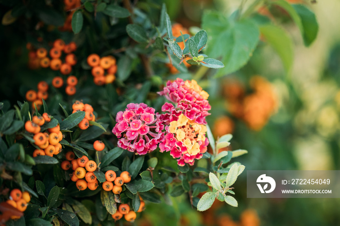 Blooming Pink Flowers Of Lantana On Background Pyracantha Coccinea Plant In Garden