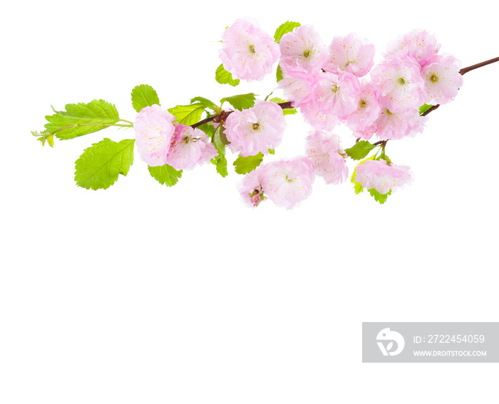 Branch with light pink flowers isolated on a white background. Prunus Triloba (  Flowering Plum, Flowering Almond)