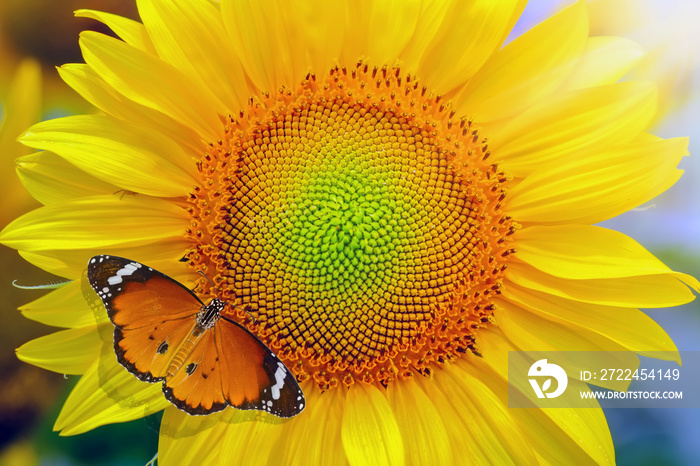 Sunflower and butterfly in sunny day