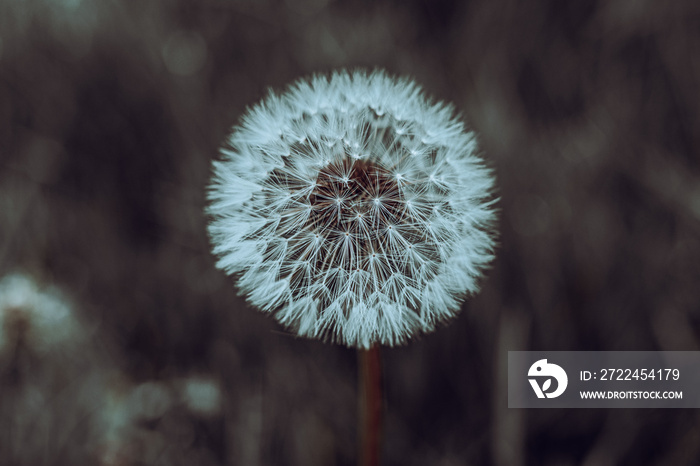 Close-up of a dandelion bud with seeds with cinematic effect and selective focus