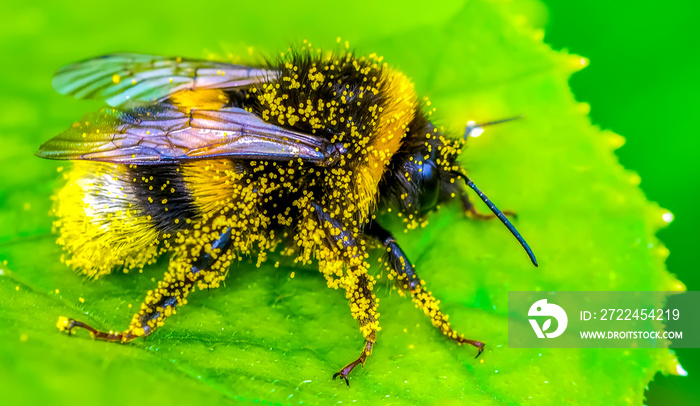 Image of bee or honeybee on yellow flower collects nectar. Golden honeybee on flower pollen with space blur background for text. Insect. Animal