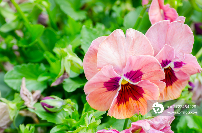 Red, Yellow and Pink Pansy Flower in the garden at Centennial Park, Sydney, Australia.