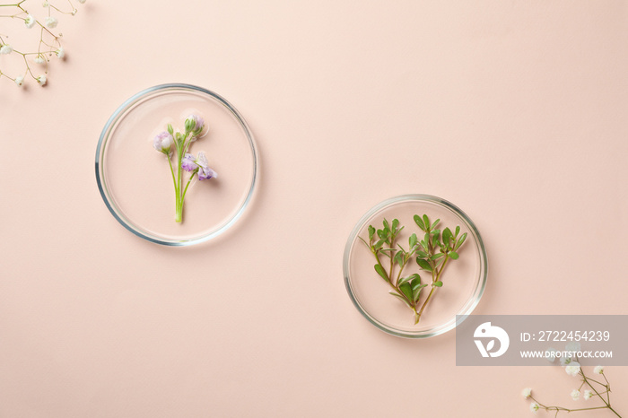 Concept of biology research with flowers, top view