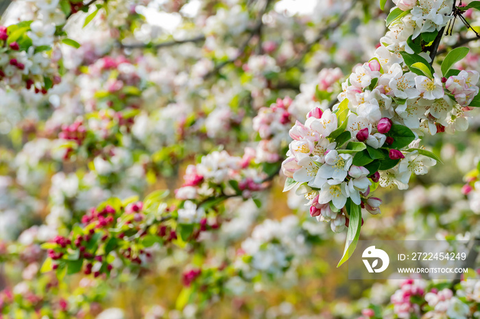 Close up shot of Malus ’Evereste’ blossom in the Kew Garden