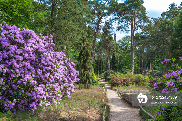 Rhododendron garden flower in lovely lightening. Utrecht Province, Driebergen Netherlands