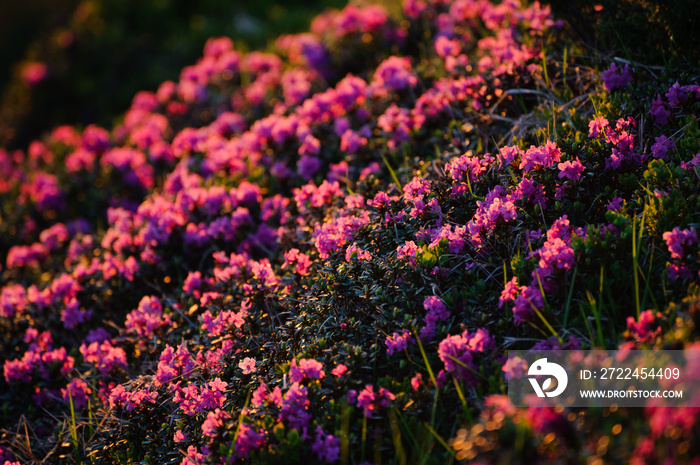 Pink summer flowers in the mountains