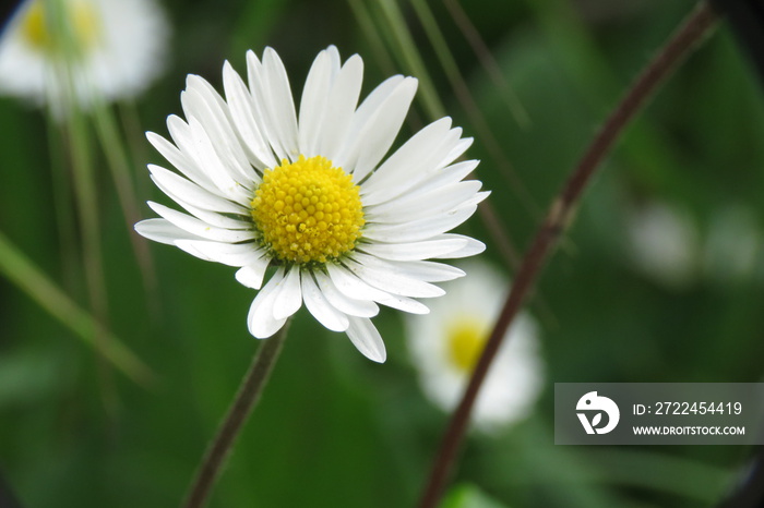 A daisy flower macro photo with green background, stock photo, Stock image