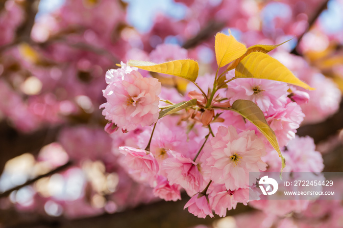 macro photo of blossoming pink flowers of aromatic cherry tree.