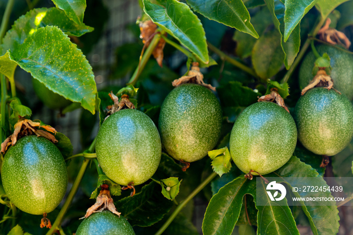 Passionfruit or granadillas growing on a vine