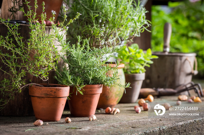 Green and healthy herbs and stunning summer light