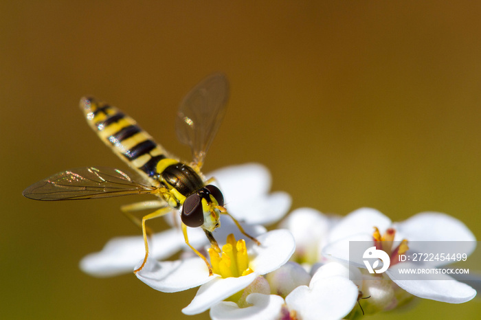 Syrphe sur fleur