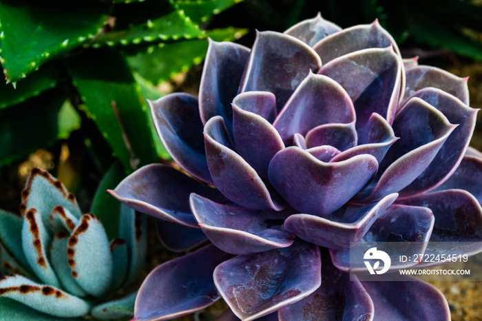 close of of purple echeveria succulant with assorted succulants in background