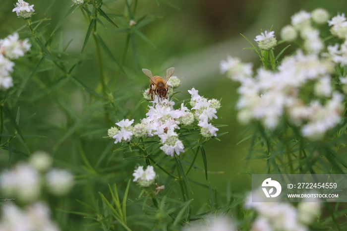 A honey bee enjoying white mountain mint flowers on a summer afternoon in New York