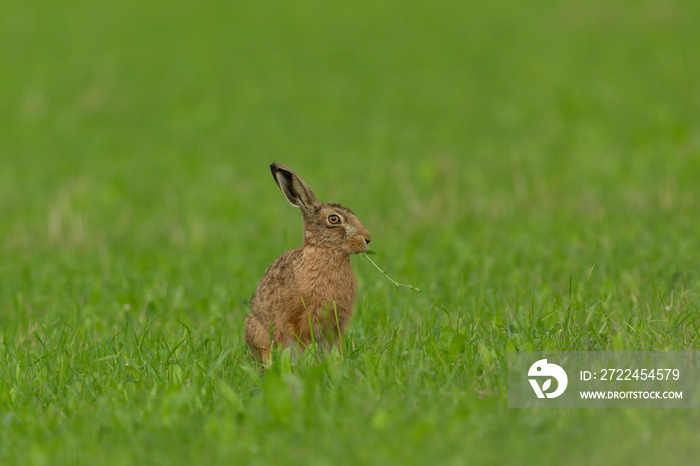 Brown Hare.  Scientific name: Lepus Europaeus. Wild, native European brown hare chomping on wild flowers in a lush green meadow in summer.  Facing right.  Clean background. Horizontal.  Space for copy