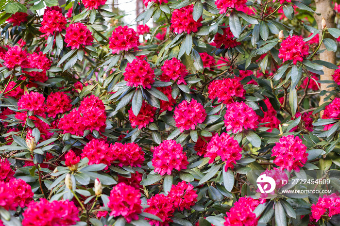 Red rhododendron Nova Zembla, lush bloom in the nursery of rhododenrons.