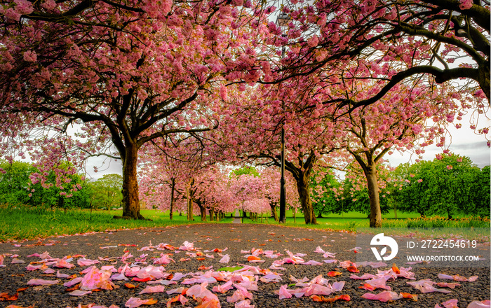 Cherry Blossoms in a Park