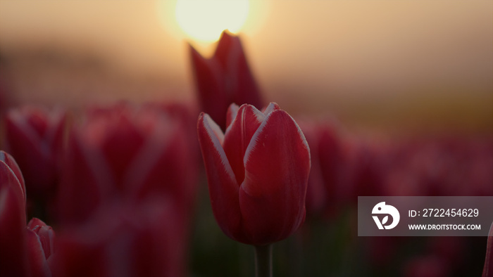 Closeup tulip bud in sunset light. Macro shot of gentle flower petals in sunrise