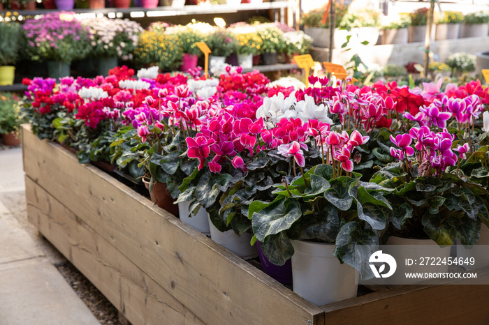 Variety of potted cyclamen persicum plants in red, pink, white colors at the greek garden shop in October.