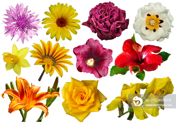 Flowers isolates on a white background.