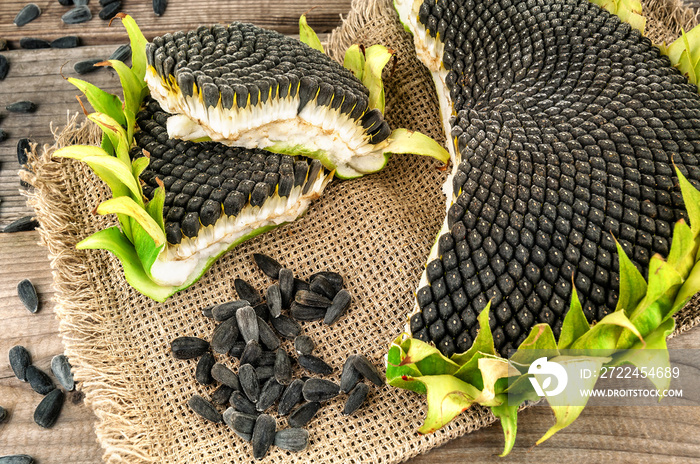 ripe sunflower seeds