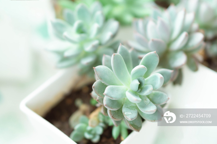 Closeup succulent plant in pot for decoration with vintage tone, selective focus