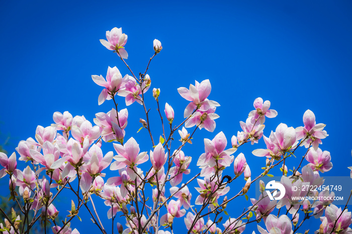 Magnolia soulangeana or saucer magnolia white pink blossom tree flower close up selective focus on the blue sky background