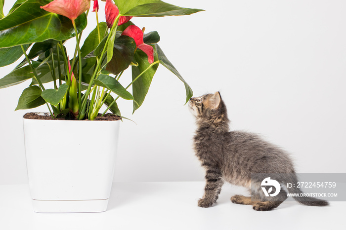 Cute gray kitten plays with the branches of an flower Anthurium on a white background.