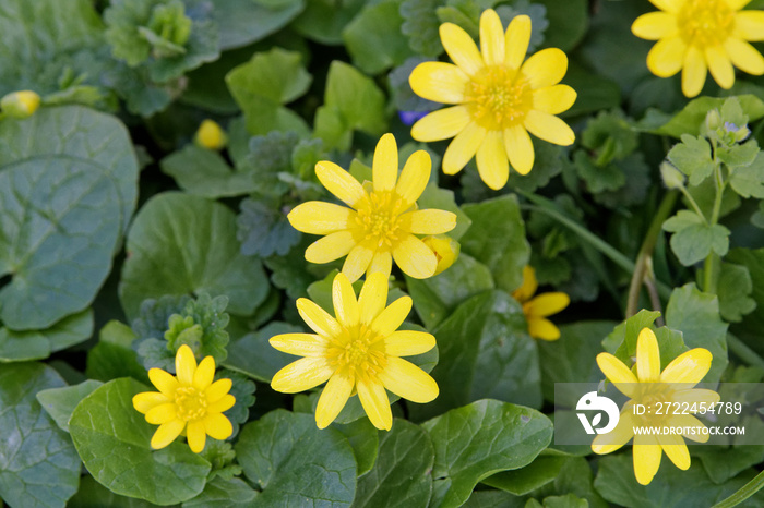 Spring flower lesser celandine (Ficaria verna) in a nature