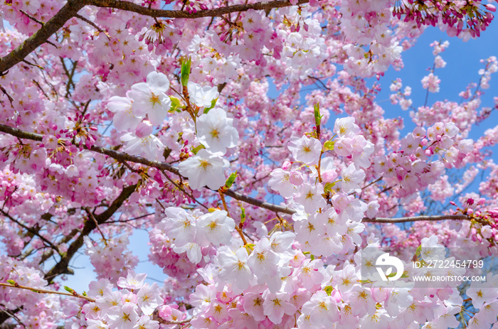 Blooming pink cherry blossom trees