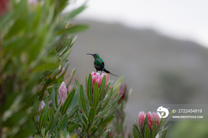 Non breeding malachite sunbird (Nectarinia famosa) looking left, sitting on pink protea flower. South Africa