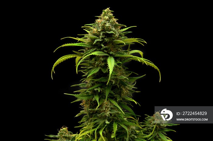 Marijuana plant auto flowering critical jack on black background