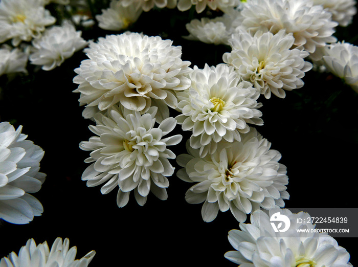 macro di cespuglio di piccole dalie bianche fiorite