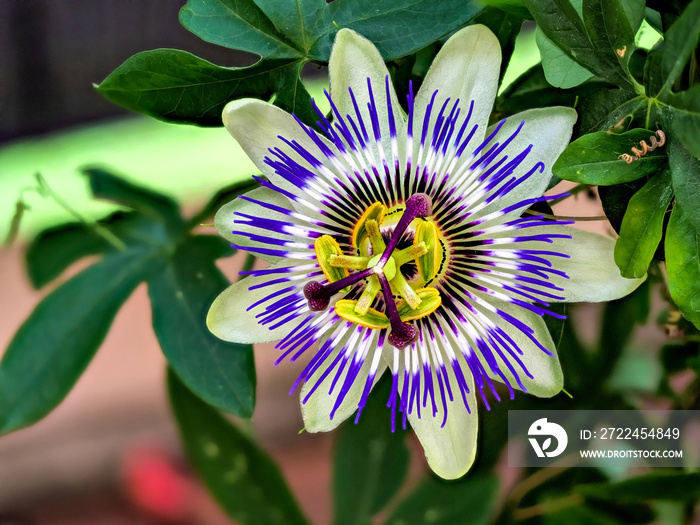 Blaue Passiflora, Passiflora caerulea, Heimat ist Nordargentinien und Südbrasilien