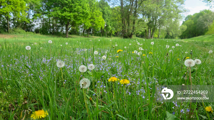 Löwenzahn Pusteblume und andere veilchen auf Wiese Sommer sonne