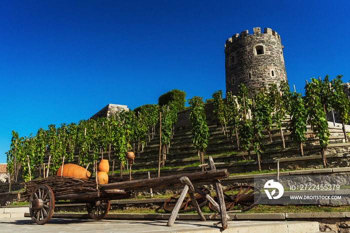 wine vineyard in Akhaltsikhe. vineyards in the Rabat fortress. wine making in Georgia