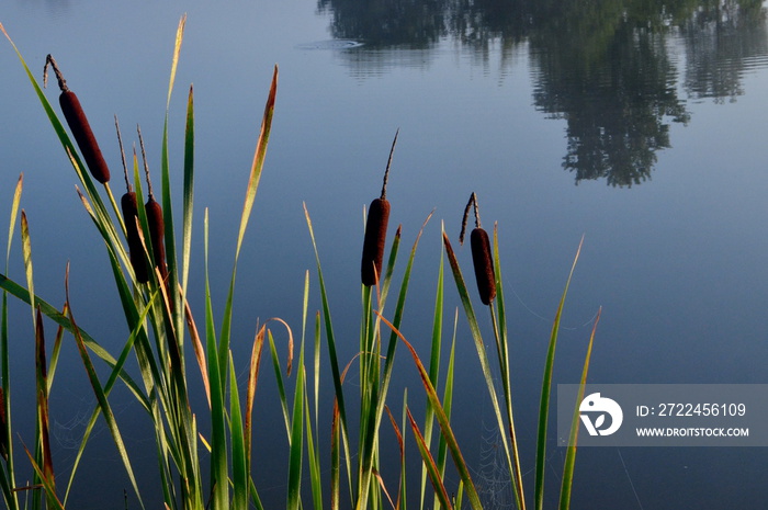 Cattail leaves and flower with spider tulips, growing near water, summer time. Acorus (Acorus Calamus) or sweet flag