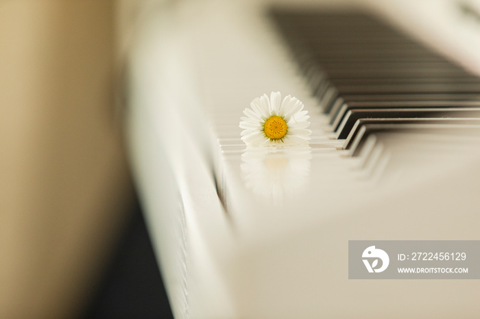 Piano and Daisy, Uskudar Istanbul, Turkey