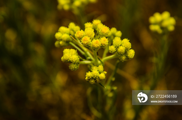 Medicinal plant helichrysum arenarium on a meadow