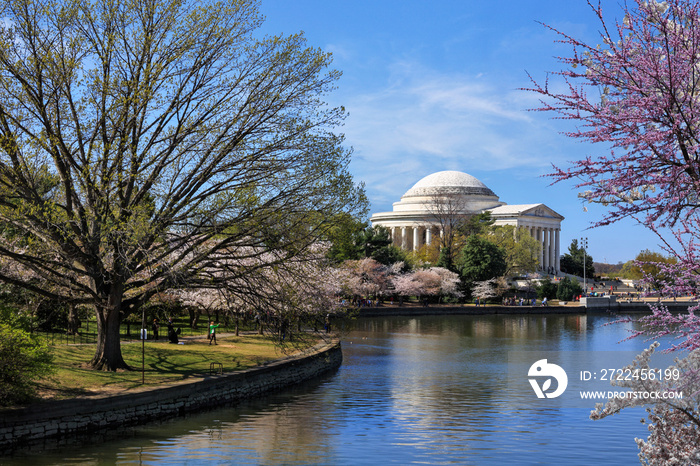 The Jefferson Memorial And Cherry Blossoms