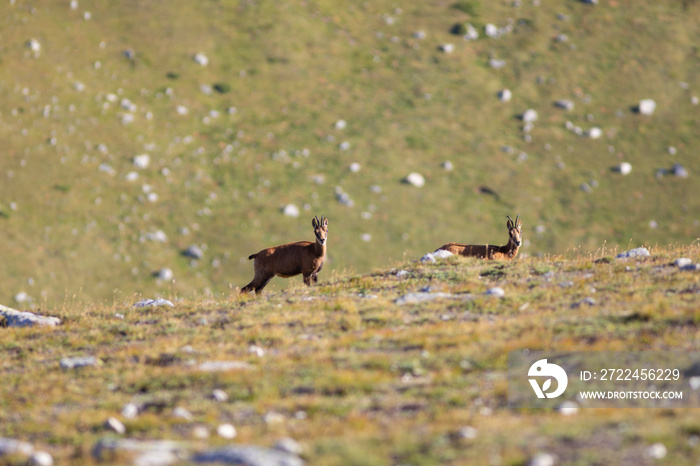 Rebaño de rebecos pirenaicos o sarrios (Rupicapra pyrenaica) pastando en un prado alpino del Pirineo una mañana de verano