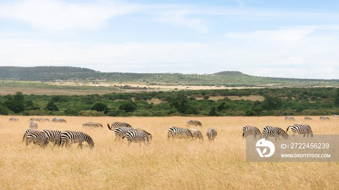 herd of zebra walking and eating grass in Savanna grassland at Masai Mara