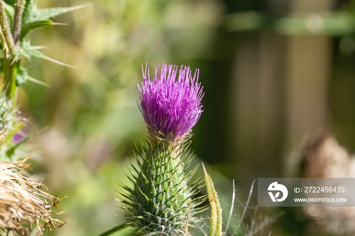 Bull thistle, Cirsium vulgare