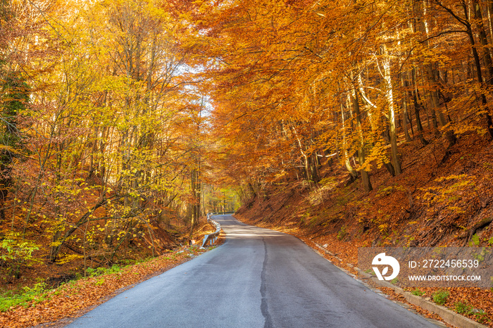 The road through the forest in autumn country.