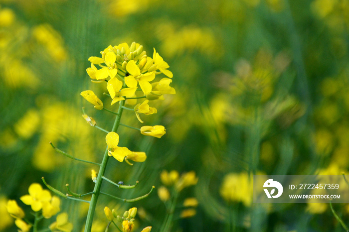 closeup blooming rapeseed on the field