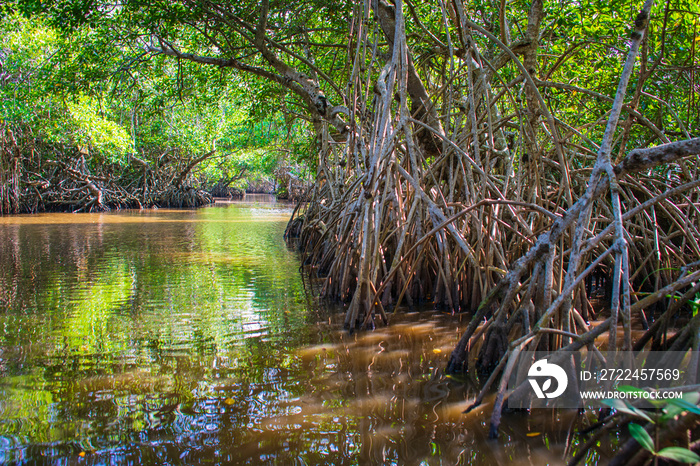 Manglar o mangle es un ecosistema con árboles muy tolerantes a las sales existentes en la zona intermareal cercana a la desembocadura de cursos de agua dulce